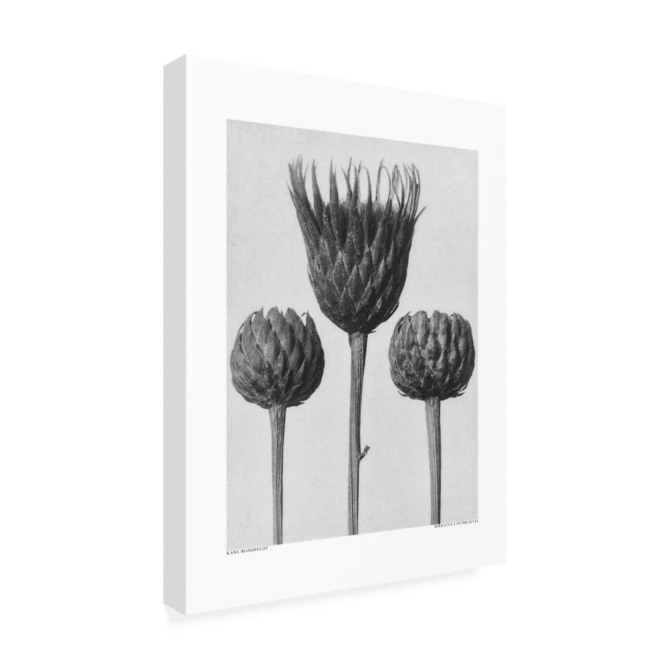 Trademark Fine Art Pictufy Serratula Nudicaulis Canvas Wall Art