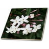 ct_46860_5 Divinity and Hope White, Flower, Stamen, Petals, Jasmine, Fragrant, Blossom Glass Tile, 4-Inch