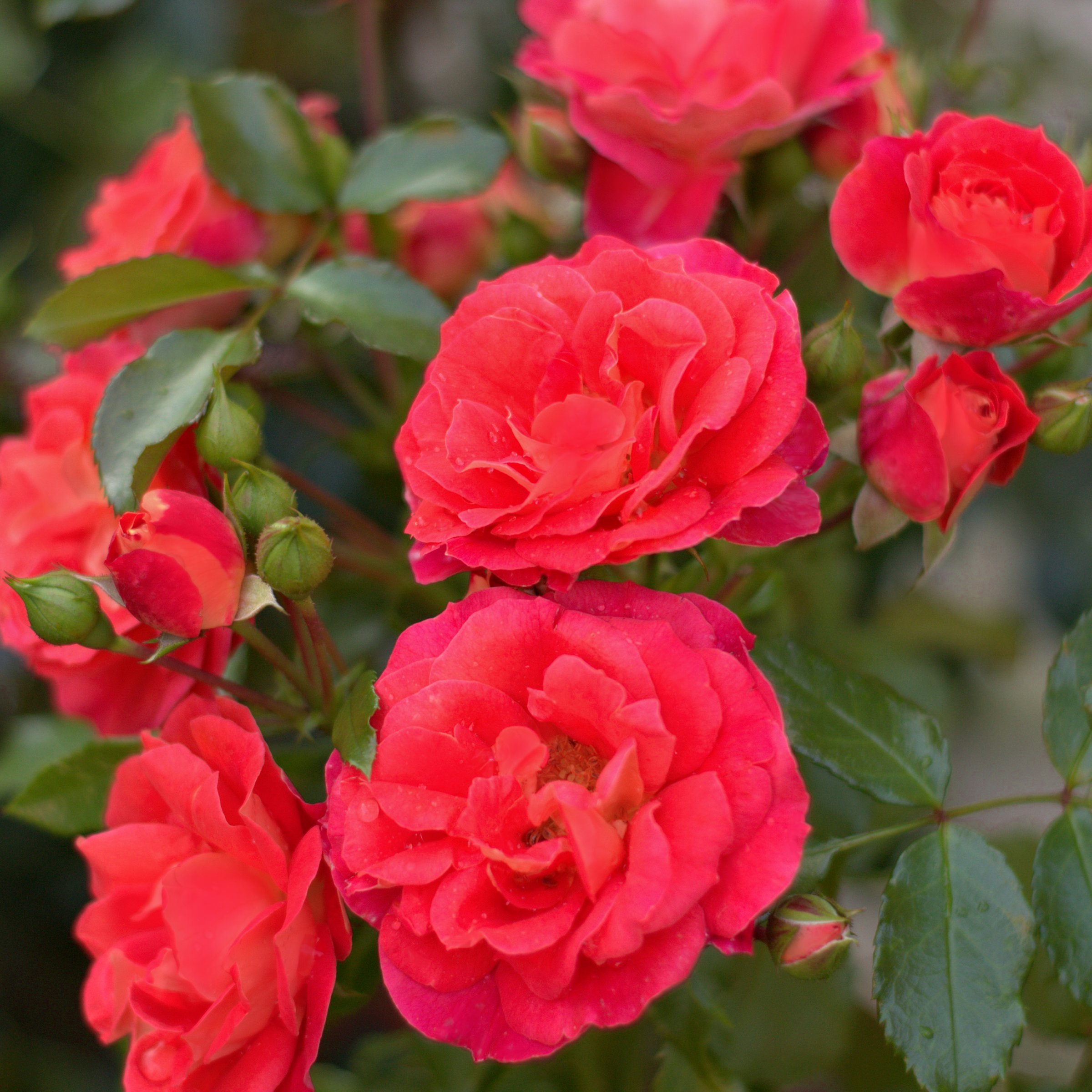 National Plant Network Bare Root Impatient Tree Rose