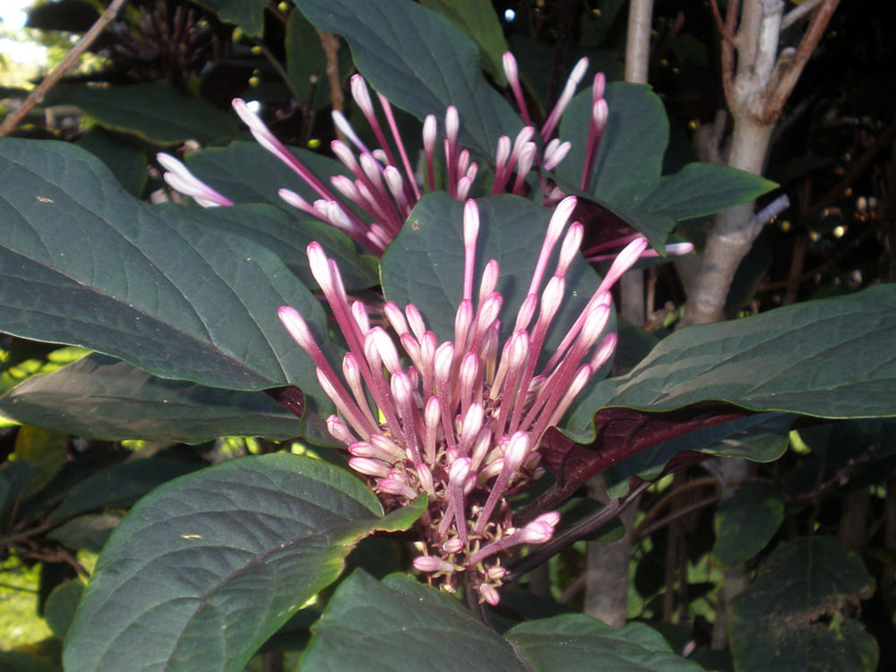 12"  Clerodendrum Quadriloculare Shooting Star Flower Tree Tropical Plant Bonsai