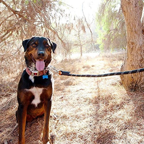 Climbers Dog Leash 6ft Purple