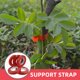 thumbnail image 5 of KAKOWELY PVC Roja Para Atar Plantas Fácil Uso Con Máquina Para Jardín En Exteriores E Interiores, 5 of 6
