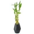 thumbnail image 2 of Arcadia Garden Products Live 5-Stem Lucky Bamboo in 3.5" Dimensions II, Black, 2 of 4