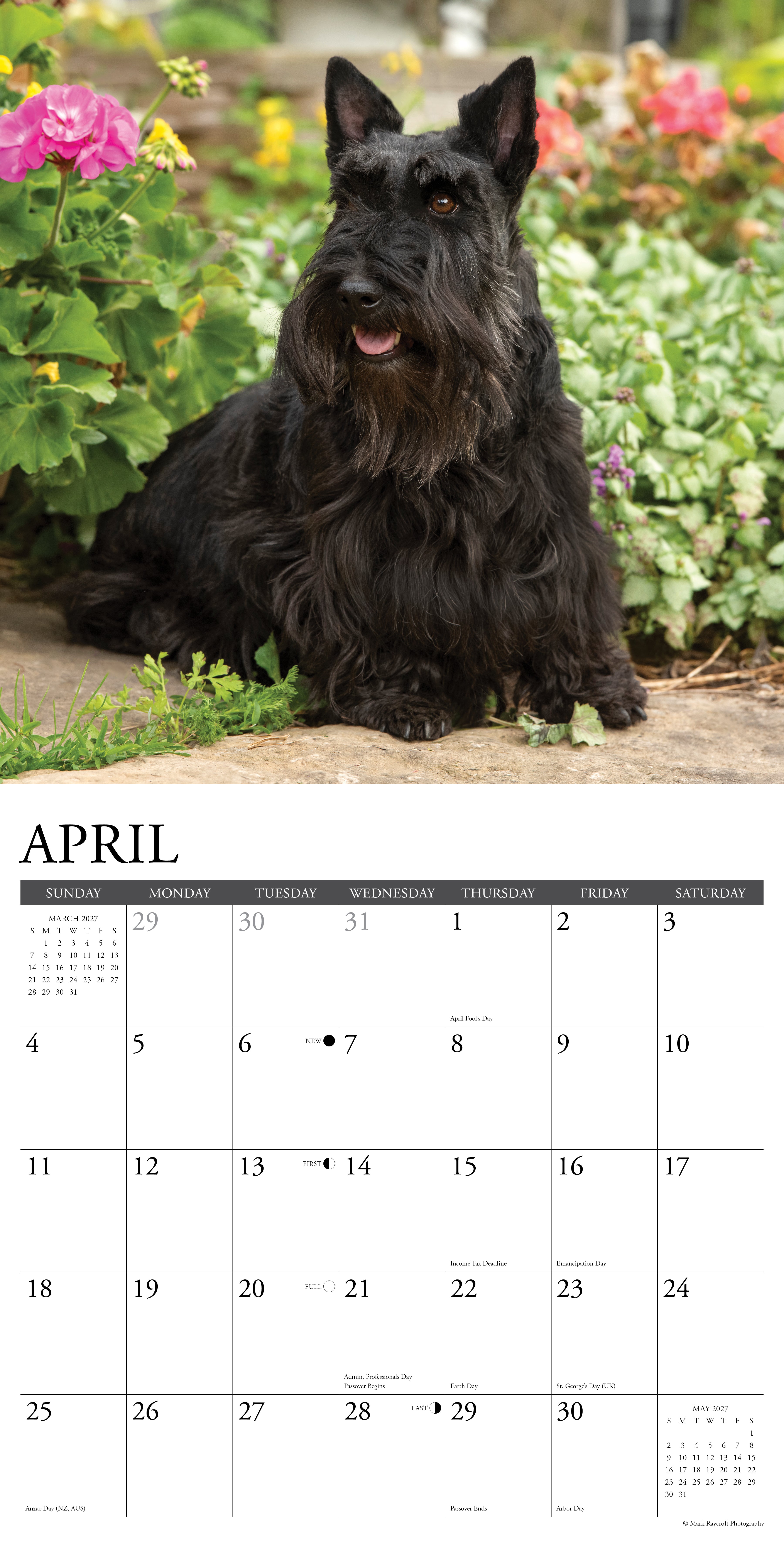 Willow Creek Press, Scotties 2027 Wall Calendar