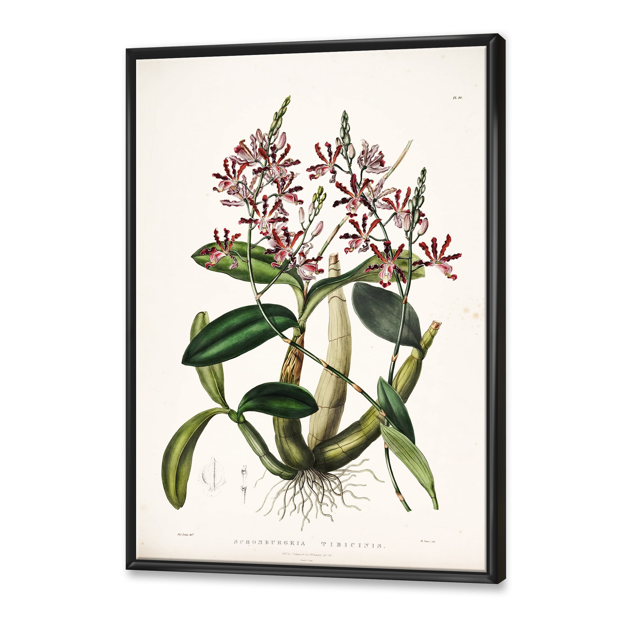 Designart 'Ancient Plant Life VII' Traditional Framed Canvas Wall Art Print