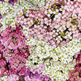 thumbnail image 4 of Ferry-Morse 110MG Alyssum Pastel Carpet Annual Flower Seeds, Full Sun, 4 of 12