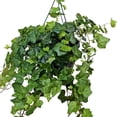 thumbnail image 3 of Live English Ivy, Hedera Helix, Ivy Houseplant, Trailing Indoor Plant, Sympathy Gift, Hanging Plant, Live Home Decor, Plant Lover Gift in 8" Hanging Basket, 3 of 5