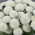 thumbnail image 4 of 50 White Aster Flower Seeds, 4 of 6