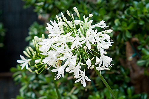 Getty White Agapanthus  3 Live Plants  Agapanthus africanus Getty White  Perennial Flowering Plants  Drought Tolerant Plants for Landscaping