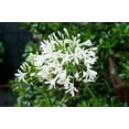 thumbnail image 5 of Getty White Agapanthus  3 Live Plants  Agapanthus africanus Getty White  Perennial Flowering Plants  Drought Tolerant Plants for Landscaping, 5 of 5