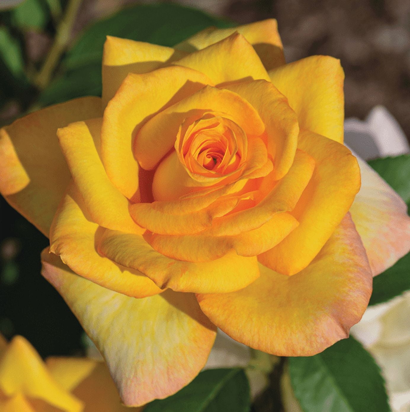 Gold Medal Rose Plant Live for Planting, Gold Rose Flowers Well Rooted Plant, 4-6 Inc Tall Indoor Outdoor