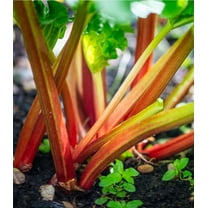 Earthcare Seeds - Rhubarb Victoria 50 Seeds (Rheum Rhabarbarum) Heirloom - Open Pollinated