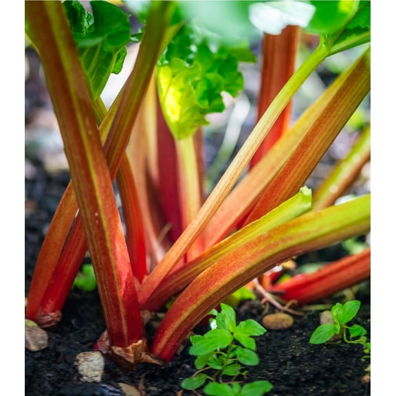 Earthcare Seeds - Rhubarb Victoria 50 Seeds (Rheum Rhabarbarum) Heirloom - Open Pollinated