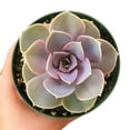 thumbnail image 3 of Echeveria Perle Von Nurnberg Purple Rosettes Succulent, Succulent Gift Home Décor - 4 inch, 3 of 4