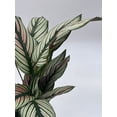 thumbnail image 3 of Calathea majestica, 4 inch, Striped Pyjamas, White Star, 3 of 9