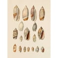 thumbnail image 2 of Goldberger, Jennifer 12x14 White Modern Wood Framed Museum Art Print Titled - Cone Shell Display I, 2 of 4