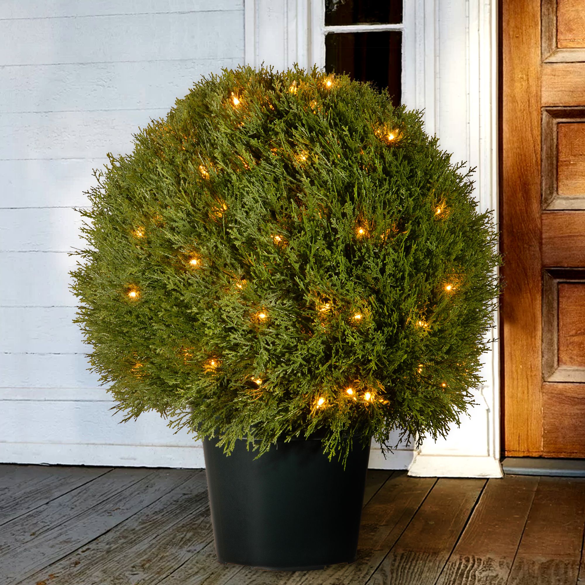 24" Pine Topiary in Round Green Growers Pot - Clear Lights - image 2 of 3
