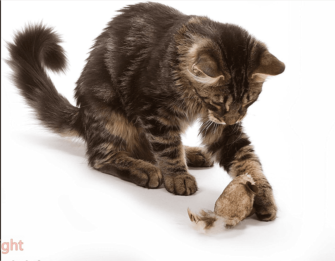 OurPet's Play-N-Squeak Twice the Mice Cat Toy, 2pc (Interactive Catnip Toy, Real Mouse Electronic Sound)