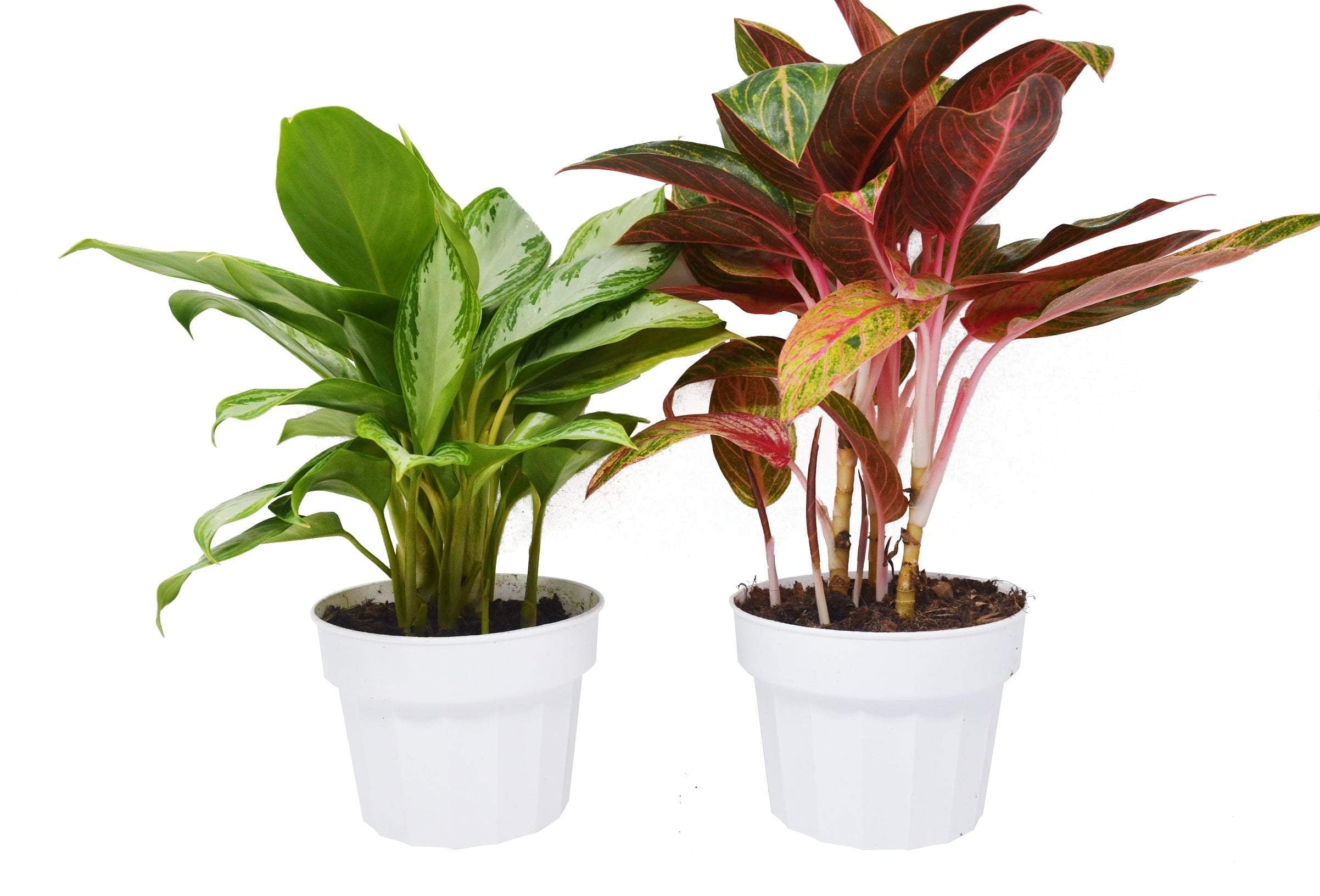 2 Variety Pack Chinese Evergreen 6" Pots Live Houseplant
