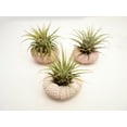 thumbnail image 2 of 3 Beautiful Air Plants w. Pink Sea Urchins Nautical Gift Beach Decor Coastal 2", 2 of 4