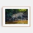 thumbnail image 2 of Jaguar - State of Mato Grosso Brazil Photography Wildlife Animal Nature Jungle Forest Wilderness Unframed Wall Art Print 20 x 28 inches, 2 of 7