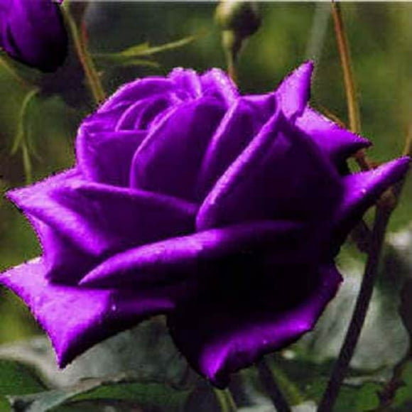 5 Graines de Fleurs Vivaces d'Arbuste Rosa ROSE Violette Floribunda