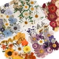 thumbnail image 2 of 6 Pack 150PCS Real Pressed Dried Flowers Dry Leaves Craft Kit - Natural Dried Flowers for DIY Crafts, Resin Jewelry, Cards, Soap, CandleMaking, Nail Art, and Scrapbooking (Colorful), 2 of 11