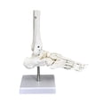 thumbnail image 2 of BELOVING Modèle Articulé Humain Éducation Léger Science pour Exposition Étude Pied, 2 of 10