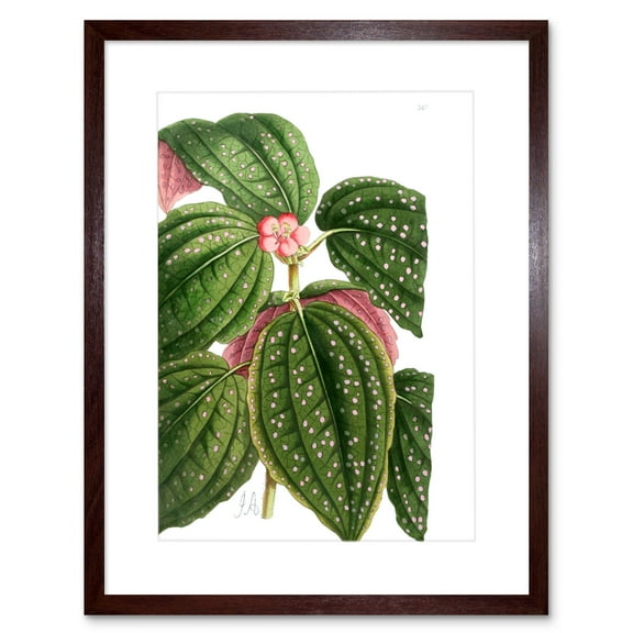 Flower Spotted Leaves Pink Green Art Print Framed Poster Wall Decor 9x7 inch