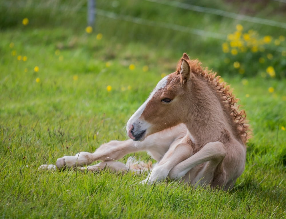 New Born Foal Icela