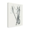 thumbnail image 2 of Trademark Fine Art 'Neutral Botanical Gray' Canvas Art by Wild Apple Portfolio, 2 of 3