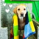thumbnail image 5 of Champú para Perros earthbath Hipoalergénico Sin Fragancia 9.5 L, 5 of 6