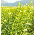 thumbnail image 3 of TomorrowSeeds - White Sesame Seeds - 1500+ Count - For 2026 Planting Benne Gingelly Til Simsim Ellu, 3 of 9