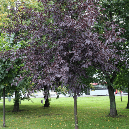 2 Red Chokecherry Tree Plant Live 2'' Tall, Chokecherry Live in Pot, Planting Outdoor