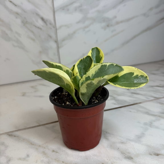 Peperomia Obtusifolia Variegated, 4" Plant, The Plant Farm