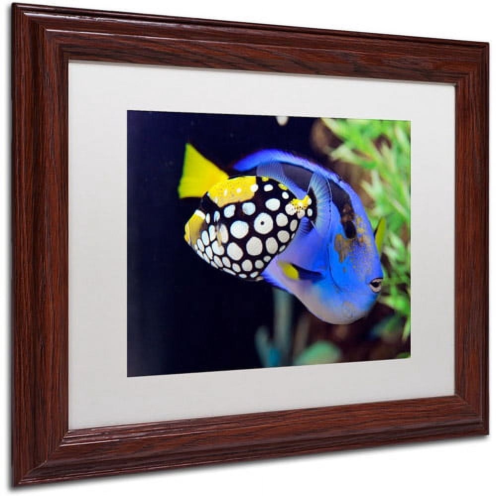 Trademark Fine Art "Colorful Tropical Fish" Canvas Art by Kurt Shaffer, White Matte, Wood Frame
