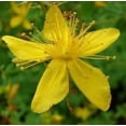 thumbnail image 3 of 1500 Great SAINT JOHNS WORT St John's Hypericum Pyramidatum Yellow Flower Herb Seeds, 3 of 5