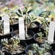 thumbnail image 5 of Etiquetas de plantas NikouMX 100 piezas de PVC, 5 of 8