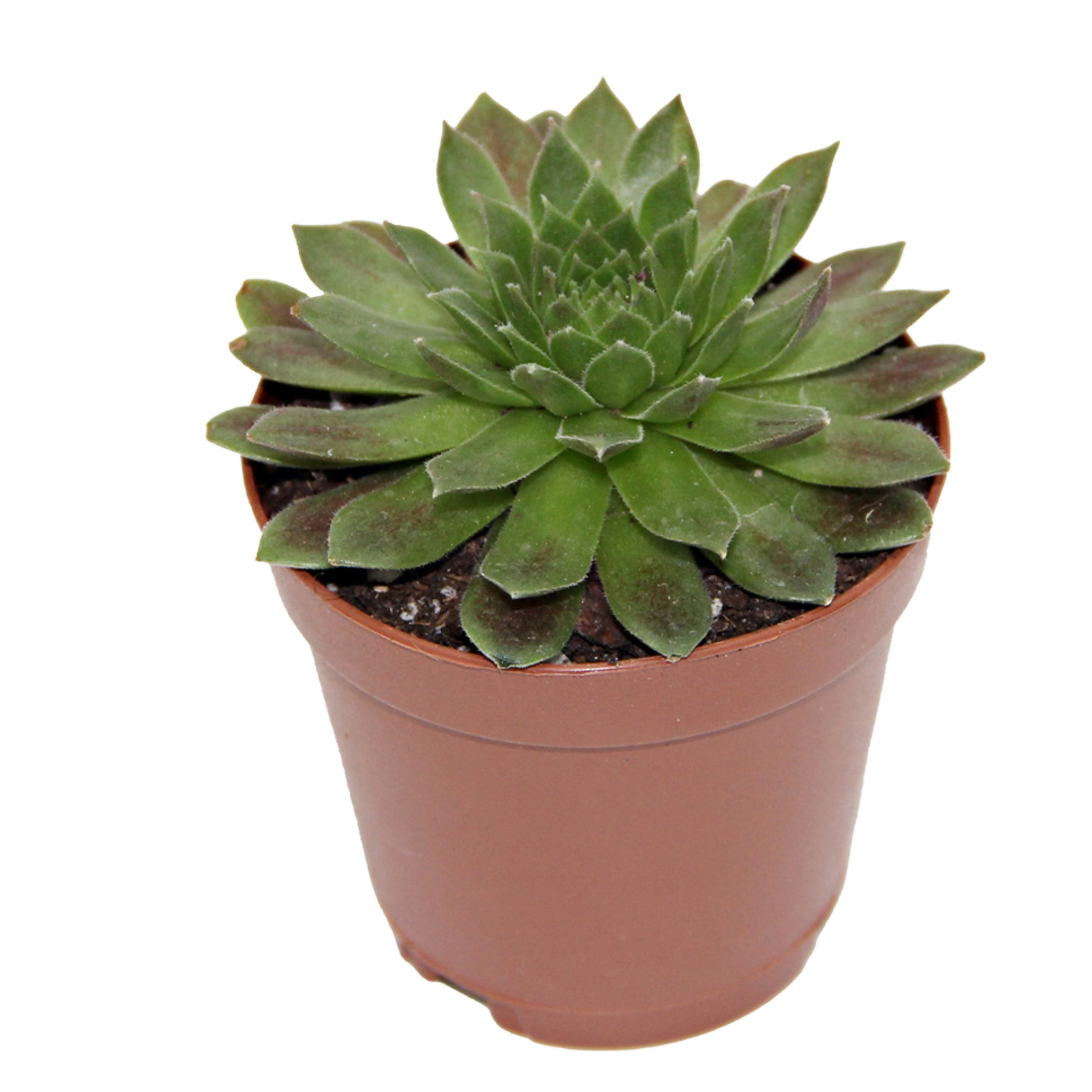 ReptiCulture Assorted Sempervivum - Desert 2" Pot 3 pk