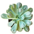 thumbnail image 2 of Echeveria Raindrops (2"+ Plastic Pot) - Tiny, Lovely, Easy to Care Succulents - Live Succulents for Home Office, 2 of 7