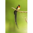 thumbnail image 2 of Jaynes Gallery 17x24 Gold Ornate Wood Framed with Double Matting Museum Art Print Titled - Africa-Tanzania-Tarangire National Park Paradise whydah bird on limb, 2 of 4
