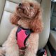 thumbnail image 4 of Chaleco de seguridad para vehículos de mascotas S-eat de coche de malla acolchada suave ajustable, 4 of 8