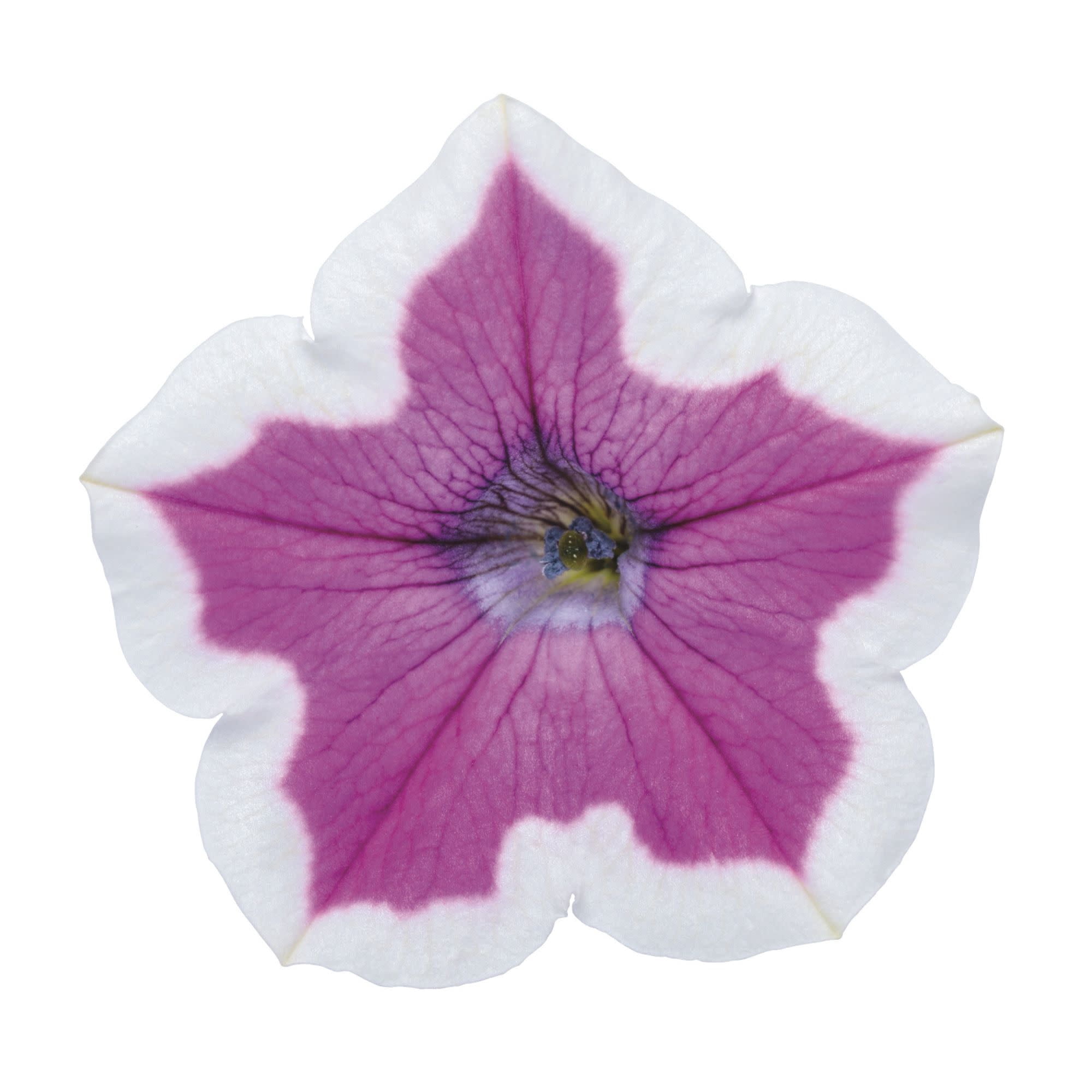 Proven Winners 4" Purple Supertunia Hoopla Vivid Orchid Petunia Live Plant in 4.25" Pot (4 Count)