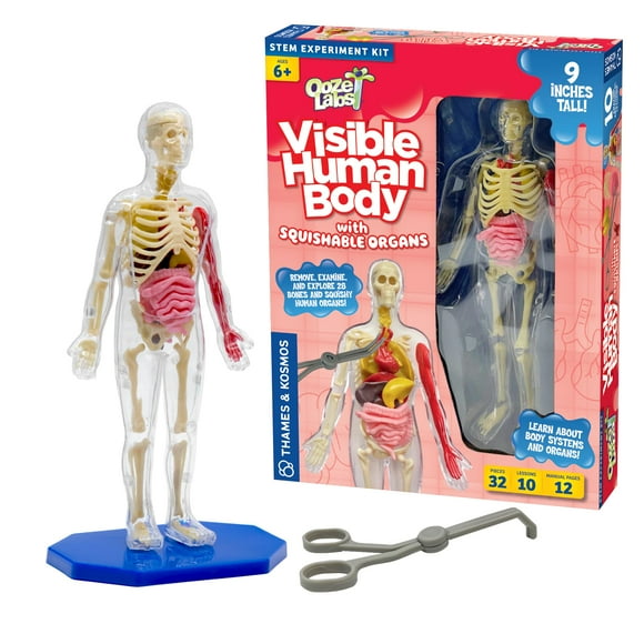 Thames & Kosmos Ooze Labs: Visible Human Body With Squishable Organs