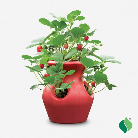 Strawberry, Peek-A-Boo Planter