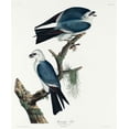 thumbnail image 2 of Audubon, John James 12x14 Gold Ornate Wood Framed with Double Matting Museum Art Print Titled - Mississippi Kite, 2 of 4