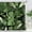 Palm Leaves, variant on Tropical Leaves Shower Curtain Green Palm Monstera Leaf Decorative Bath Curtain 72 x 72 Inch Polyester Fabric Waterproof Bathroom Curtain with 12 Hooks