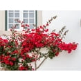 thumbnail image 2 of Eggers, Julie 32x25 Black Ornate Wood Framed with Double Matting Museum Art Print Titled - Portugal-Obidos-Beautiful red bougainvillea blooming against a white stone wall, 2 of 4