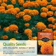 thumbnail image 5 of 2 Packs Crackerjack Marigold Seed - Non-GMO Heirloom Full Sun Annual Flower, 5 of 7