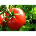 thumbnail image 2 of Jet Star Tomato Seeds for Planting, 25+ Seeds Per Packet Non GMO & Heirloom Seeds, Scientific Name Solanum lycopersicum, Great Home Garden Gift, 2 of 7